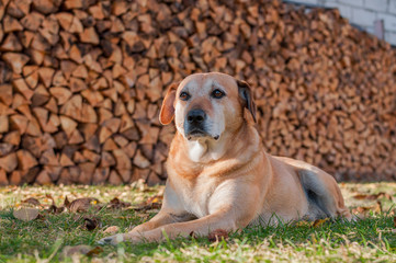 Rudy pies leżący na zielonej trawie - obrazy, fototapety, plakaty