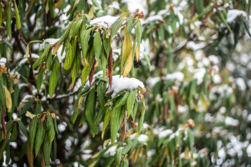 The green leaves of a large bush are covered with snow and frozen from strong frost