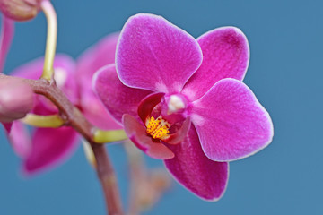 Fuchsia Phalaenopsis Orchid	 - obrazy, fototapety, plakaty