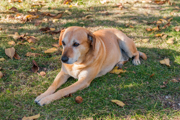 Rudy pies leżący na zielonej trawie