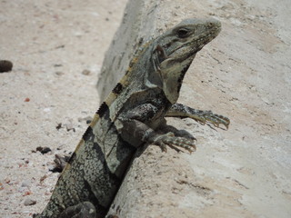 Beautiful iguana taking a peek and basking in the sun
