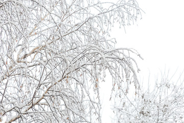 Natural winter snow background. Birch tree branches in the snow in cloudy weather