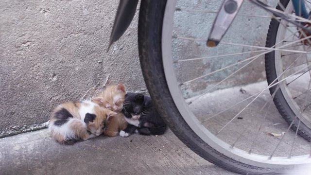 Group of Kittens Sleeping Closer Together