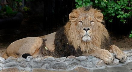 Asian lion male. Latin name - Panthera leo persica