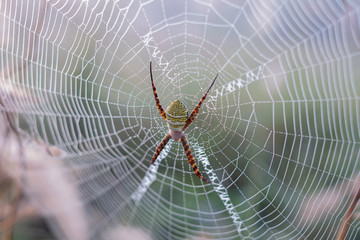 The spider climbs on the web.