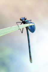 Demoiselle damselfly, bright blue insect
