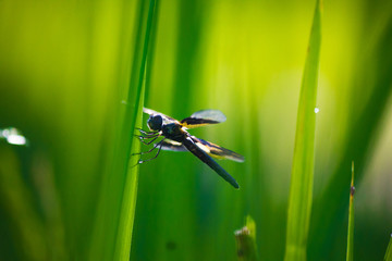 dragonfly