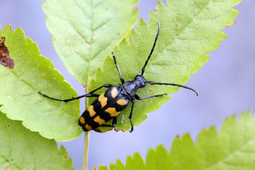 Four-banded, longhorn, beetle or longicorn,  Leptura quadrifasciata