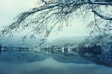 Panoramic view of Longemer Lake in the Vosges mountains, Xonrupt-Longemer, Lorraine, France. Picturesque winter landscape with a branch and white snowy trees reflected in water.