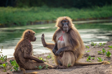 Monkey gelada, Theropithecus gelada, the bleeding-heart monkey, gelada baboon. Male and female