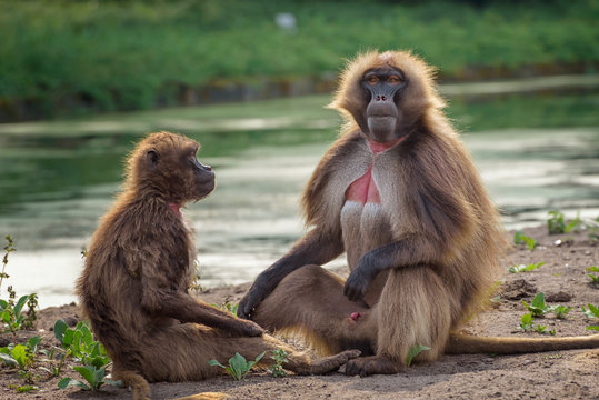 Portrait of monkey gelada, Theropithecus gelada, the bleeding-heart monkey, gelada baboon. Communication of male and female