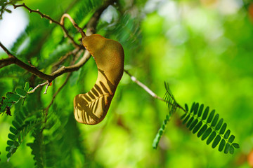 View of fruit pods on a tropical tamarind tree (tamarindus indica)