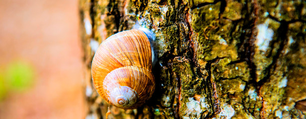 Spring snail on a tree