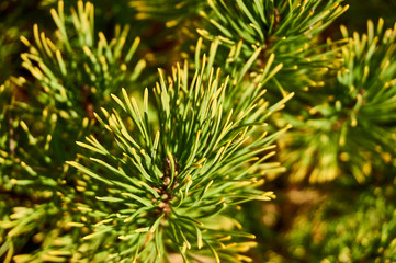 Naklejka na ściany i meble Pinus mugo Ophir dwarf pine branch in golden sunlight on a blurred background of branches. Close-up. Autumn sunny day. The tips of the needles are cast in gold. Nature concept for design.