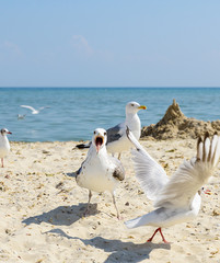 flock of white gulls flies on the Black Sea shore