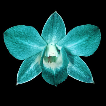 Teal Cyan Orchid Flower Isolated Black Background. Flower Bud Close-up. Nature.