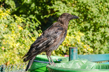 Crow standing on a bin