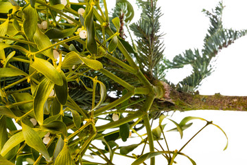 Fototapeta premium mistletoe viscum album growing on a fir branch
