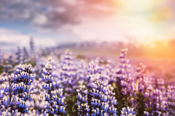 Colorful field of purple Lupin (Lupinus) flowers. Closeup with blurred mountains in the background. Southern region of Iceland, Europe