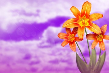 Beautiful live lily with empty on left on sunny day sky with clouds background. Floral spring or summer flowers concept.
