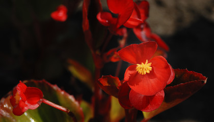 花　赤　素材