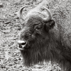 Giant animals. Wildlife of Nature Reserve. Huge powerful bison in winter. Big animals. Wild nature in National Parks. 