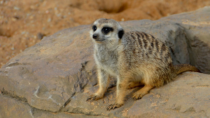 Meerkat is a small southern african mongoose. Curious animal looks out for predators and warns others of approaching dangers. Amazing landscape. Beautiful photo of African wildlife. Close up.