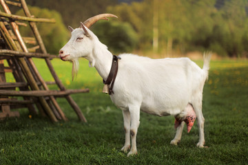 Obraz premium Female goat standing on a farm meadow. Photo from side.