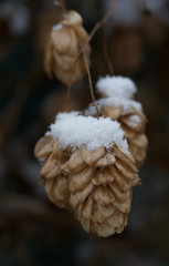 flowers under the snow in the winter garden