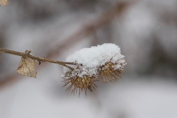 flowers under the snow in the winter garden