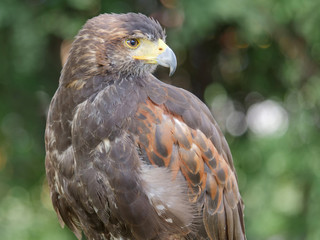 Harris's hawk. Parabuteo unicinctus. Bird of prey