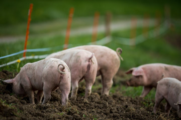 Pigs eating on a meadow in an organic meat farm