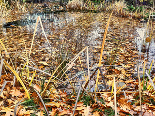 Autumn leaf fall The pond is covered with leaves of red oak. Yellow orange and red leaves completely cover the surface of the water. Beautiful view, beautiful background as texture for design.
