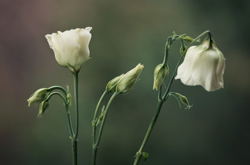 Kwitnące Eustomy na zielonym tle © mycatherina