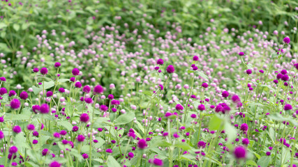 field of pink flowers
