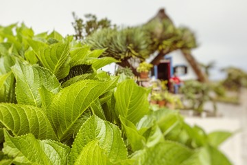 Traditional rural house in Santana Madeira, Portugal.Selective Focus.