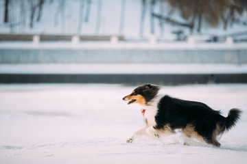 Tricolor Rough Collie, Scottish Collie, Lassie Dog Fast Running 