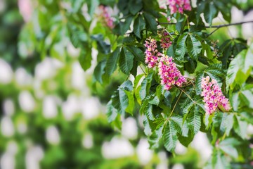 Chesnut flowers on the tree. Selective Focus.
