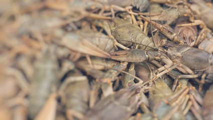 Crawfish. Cancer. Cooked crabs for food. Selective Focus.