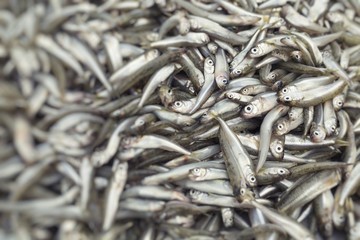 Fresh fish at local food market.Selective Focus.