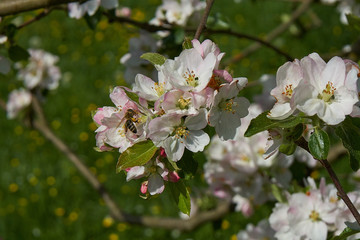 Blooming apple tree in the rays of sunlight.