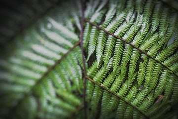 Green tropical jungle.Palm tree leaves. Selective focus.