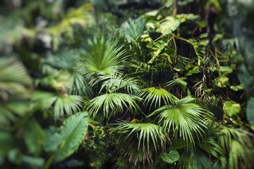 Beautiful palm leaves of tree in sunlight. Selective focus.