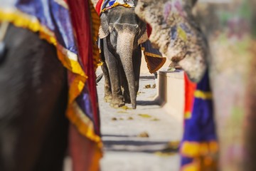 Fototapeta na wymiar Decorated elephants in Jaleb Chowk in Amber Fort in Jaipur, India. Elephant rides are popular tourist attraction. Selective focus.