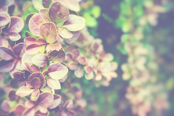 Autumn leaves in beautiful fall park. Selective Focus.