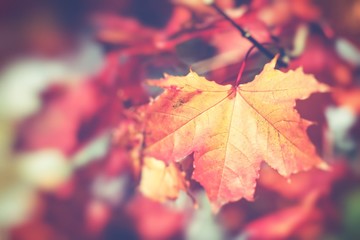 Naklejka na ściany i meble Autumn leaves in beautiful fall park. Selective Focus.