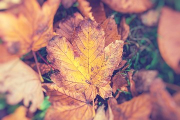 Autumn leaves in beautiful fall park. Selective Focus.