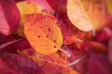 Autumn leaves in beautiful fall park. Selective Focus.