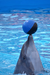 dolphin in swimming pool