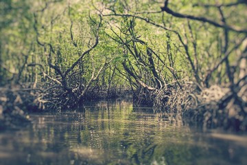 Mangrove tree at Havelock island, Andaman and Nicobar, India.